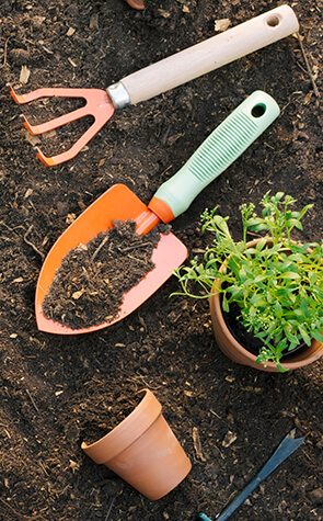Fresh Vegetable Farm