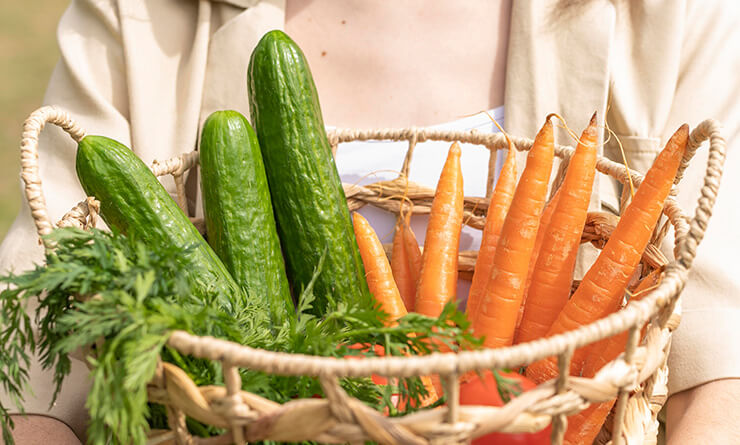 Fresh Vegetable Farm
