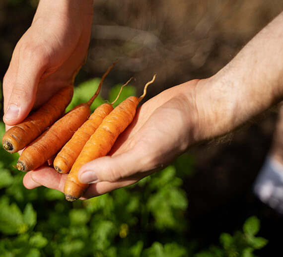 Fresh Vegetable Farm