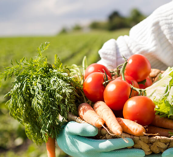Fresh Vegetable Farm