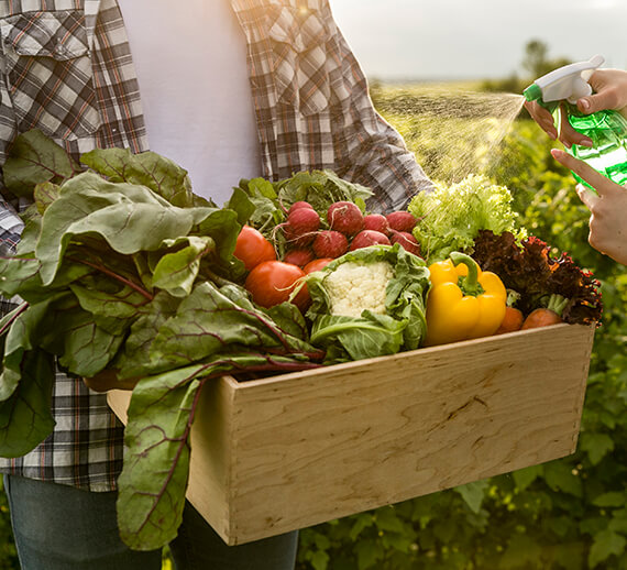Fresh Vegetable Farm
