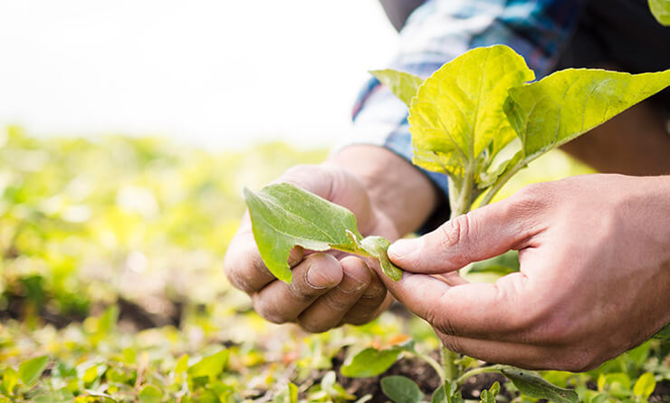 Fresh Vegetable Farm