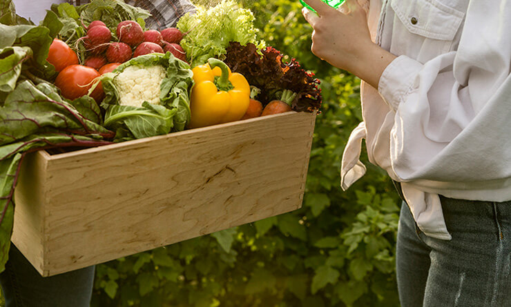 Fresh Vegetable Farm