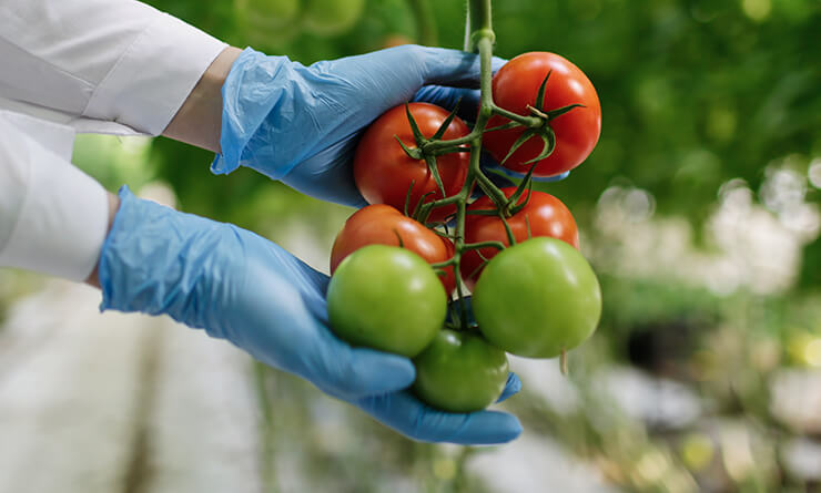 Fresh Vegetable Farm