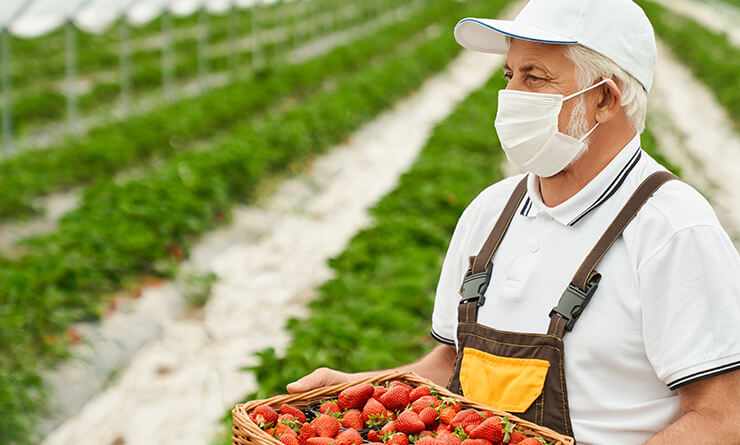 Fresh Vegetable Farm